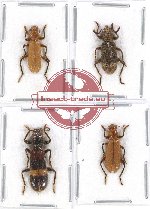 Scientific lot no. 114 Cleridae (4 pcs)