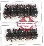 Scientific lot no. 593 Coprophaga (10 pcs)