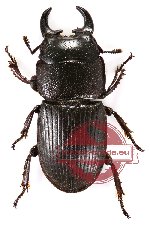 Aegus semicircularis