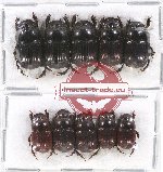 Scientific lot no. 595 Coprophaga (10 pcs)