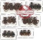 Scientific lot no. 591 Coprophaga (19 pcs A, A-, A2)