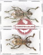 Scientific lot no. 471 Curculionidae (2 pcs)