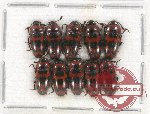 Scientific lot no. 137 Erotylidae (10 pcs)