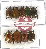 Scientific lot no. 42 Cetoniidae (Netociomima spp.) (9 pcs)