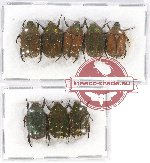 Scientific lot no. 41 Cetoniidae (Netociomima spp.) (8 pcs)