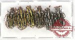 Scientific lot no. 40 Cetoniidae (6 pcs A-, A2)