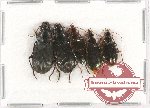 Scientific lot no. 509 Carabidae (5 pcs)