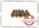 Scientific lot no. 508 Carabidae (5 pcs)