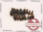 Scientific lot no. 506 Carabidae (16 pcs)