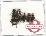 Scientific lot no. 507 Carabidae (5 pcs)