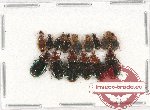 Scientific lot no. 510 Carabidae (15 pcs)