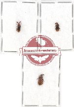 Scientific lot no. 8 Paussidae (3 pcs A2)