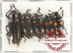 Scientific lot no. 136 Erotylidae (5 pcs)