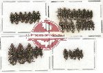 Helotidae Scientific lot no. 26 (33 pcs)