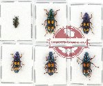 Helotidae Scientific lot no. 31 (6 pcs - 3pcs A2)