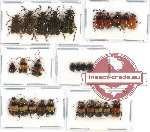 Scientific lot no. 388 Chrysomelidae (27 pcs)