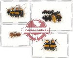 Scientific lot no. 389 Chrysomelidae (24 pcs)