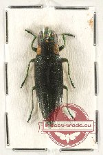 Iridotaenia sp. 9