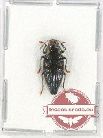 Haplotrinchus sp. 1 (A-)