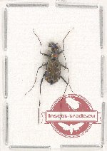 Cylindera (Ifasina) viduata