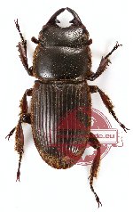 Aegus sp. 4