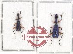 Scientific lot no. 64 Cicindelidae (2 pcs)