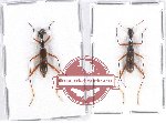 Scientific lot no. 60 Cicindelidae (2 pcs - 1 pc A-)