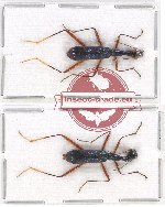 Scientific lot no. 61 Cicindelidae (2 pcs)