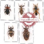 Scientific lot no. 909 Heteroptera (5 pcs)
