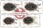 Scientific lot no. 910 Heteroptera (4 pcs)