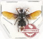 Hymenoptera sp. 120
