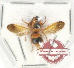 Hymenoptera sp. 121 (5 pcs)
