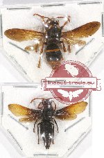 Scientific lot no. 304 Hymenoptera (2 pcs)