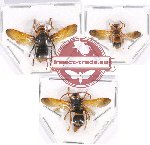 Scientific lot no. 306 Hymenoptera (3 pcs)