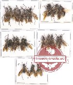 Scientific lot no. 13CC Formicidae (24 pcs)