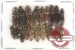 Scientific lot no. 120 Elateridae (20 pcs)