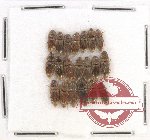 Scientific lot no. 132 Elateridae (20 pcs)