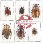 Scientific lot no. 145 Melolonthinae (6 pcs)