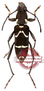 Chlorophorus seclusus