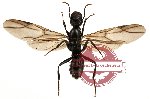 Formicidae sp. 14 (10 pcs)
