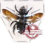 Megachile sp. 13 (A-)