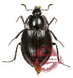 Necrophilus sichuanensis Nikolaev, 2003