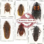 Scientific lot no. 54 Blattodea (6 pcs)