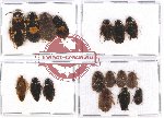 Scientific lot no. 46 Blattodea (17 pcs A, A-, A2)