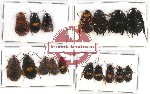 Scientific lot no. 56 Blattodea (17 pcs A, A-, A2)