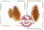 Scientific lot no. 64 Blattodea (3 pcs)