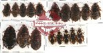 Scientific lot no. 55 Blattodea (18 pcs A, A-, A2)