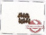 Scientific lot no. 515 Carabidae (10 pcs)