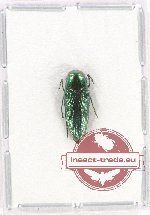 Sphenoptera tamarissi beckeri