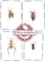 Scientific lot no. 912 Heteroptera (5 pcs)
